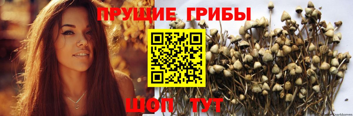 Псилоцибиновые грибы Psilocybe Набережные Челны